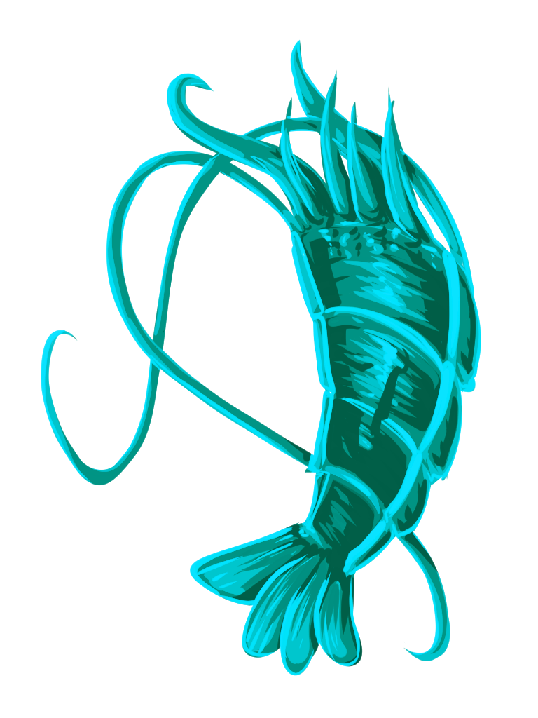 Mantis Shrimp Shell