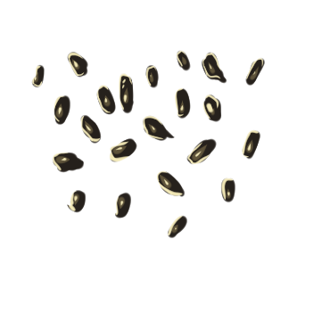 Banana Tree Seed