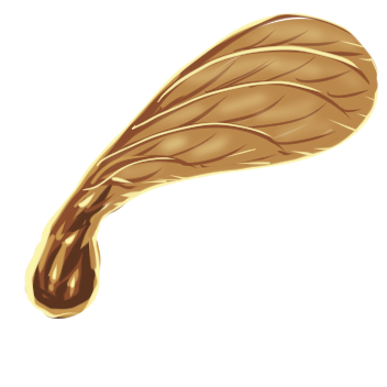 Maple Tree Seed