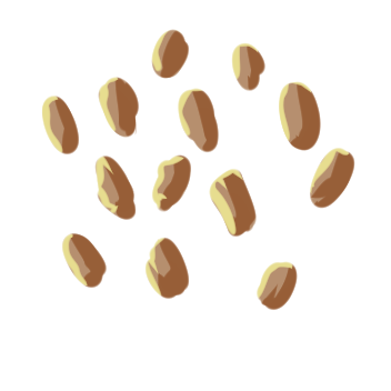 Potato Seed