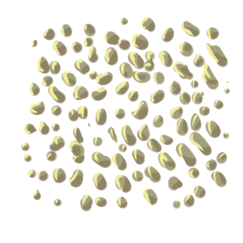 Sugarcane Seed