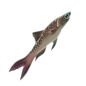 Raw Magnetic Minnow